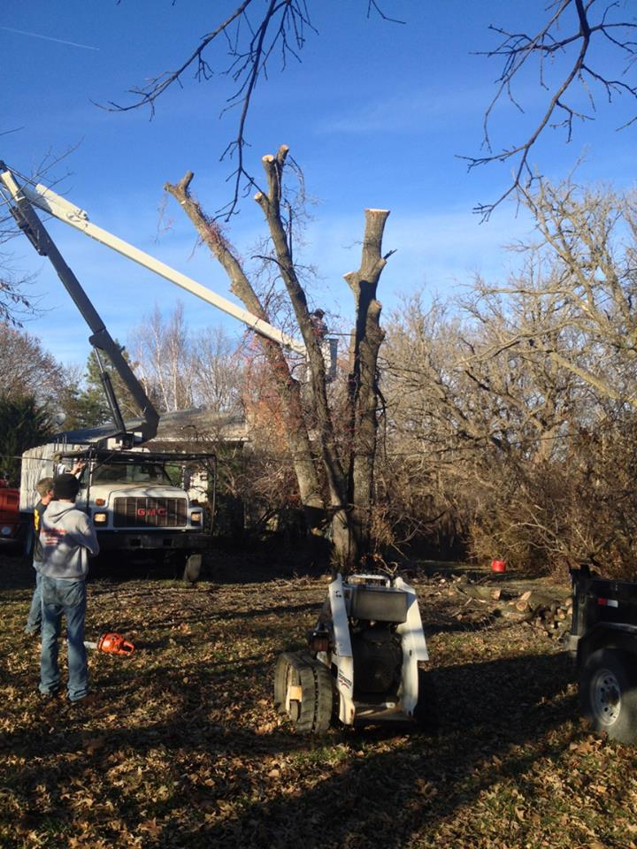 Climber working in the canopy of a tall tree with rigging lines