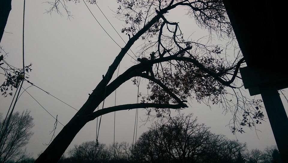 Arborist working high in a tree silhouetted against an overcast sky