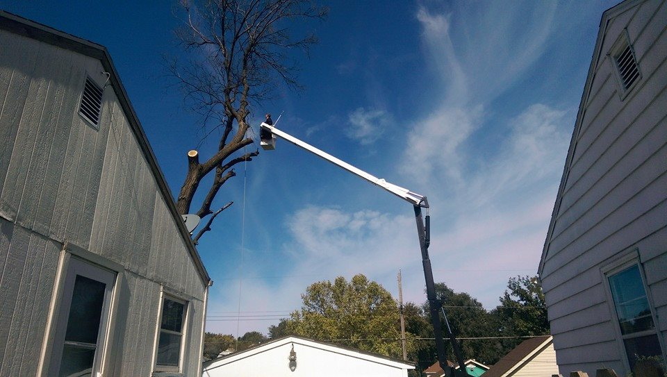 Crane boom extended into a clear blue sky over a tree