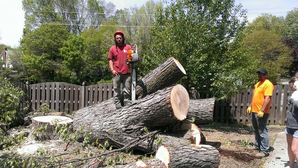 Edmonds crew cutting a large felled tree trunk with a chainsaw