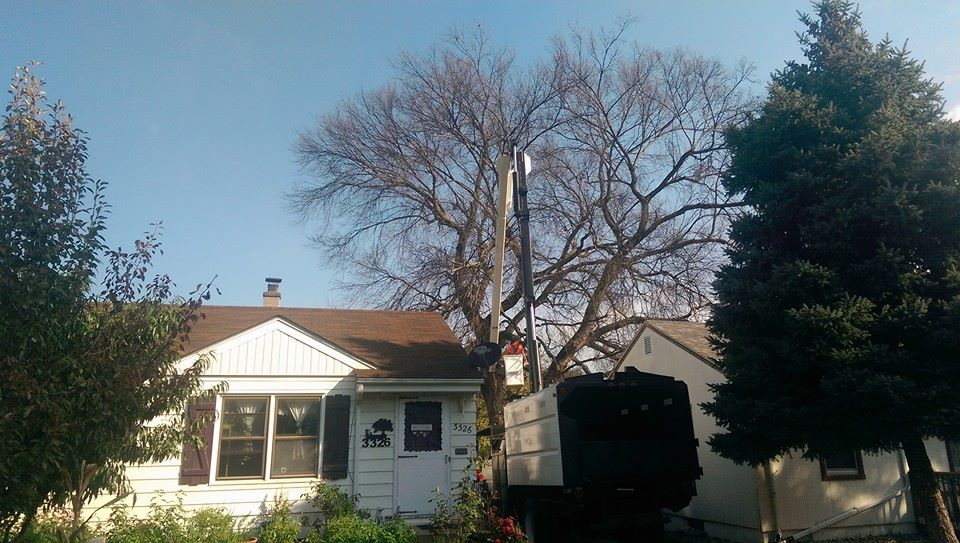 Bucket truck reaching into a large tree canopy on a residential property